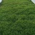 芦篙产地自己种植优质价实