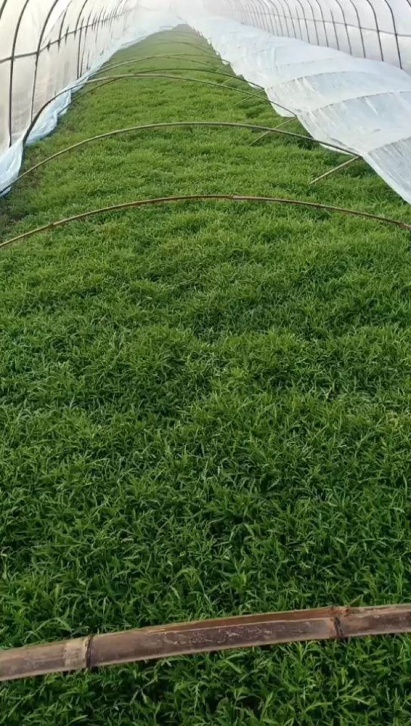 芦篙产地自己种植优质价实