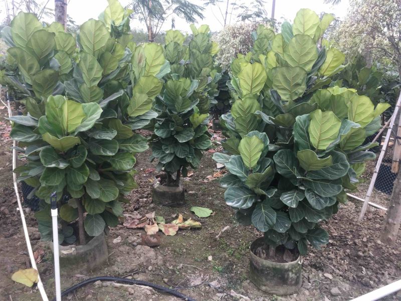 琴叶榕高度100到200各种规格基地大量现货