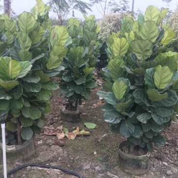 琴叶榕高度100到200各种规格基地大量现货