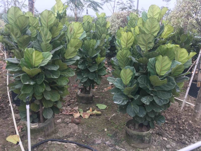 琴叶榕高度100到200各种规格基地大量现货