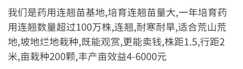 连翘苗连翘花苗药用连翘苗观赏连翘花苗