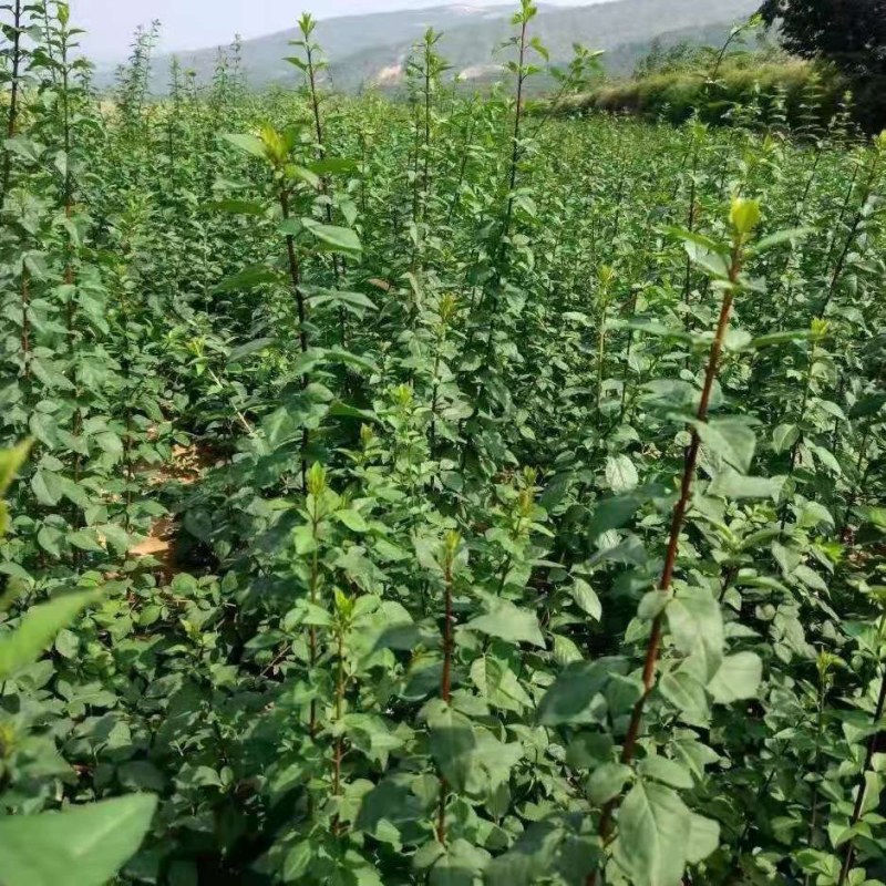 连翘苗连翘花苗药用连翘苗观赏连翘花苗