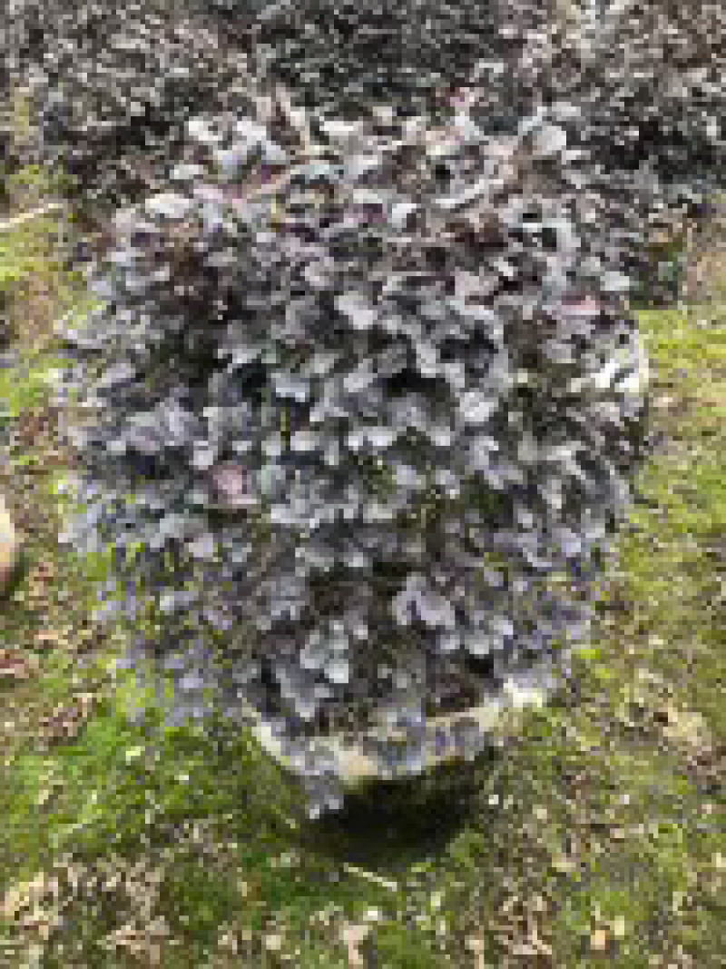 红继木球高度50到150各种规格基地大量现货，欢迎各位