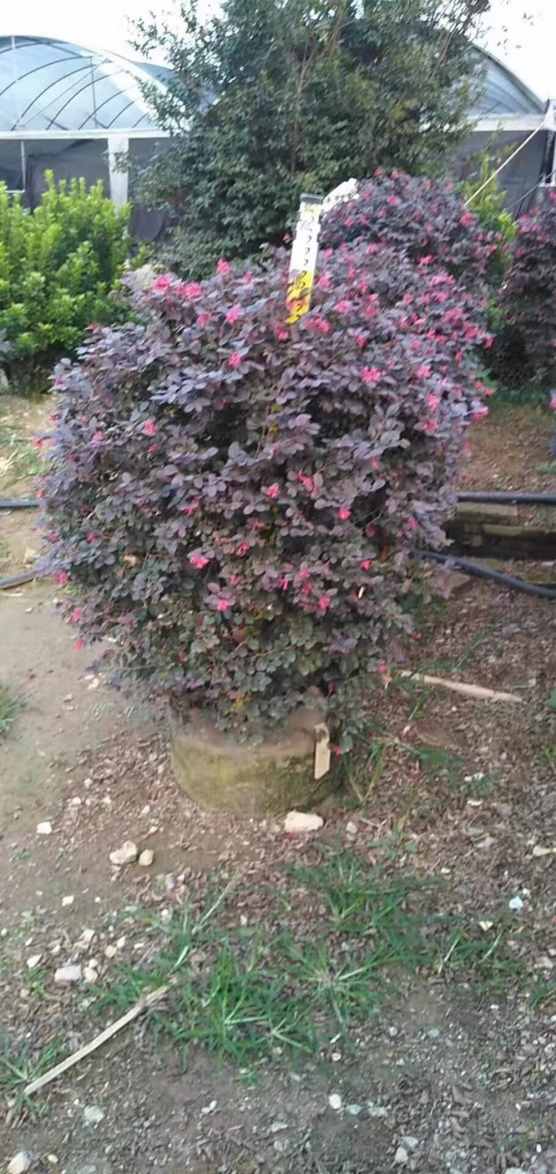 红继木球高度50到150各种规格基地大量现货，欢迎各位