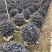 红继木球高度50到150各种规格基地大量现货，欢迎各位