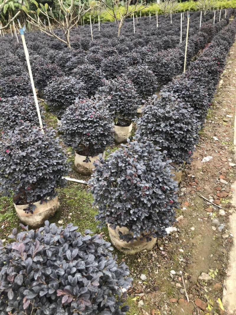 红继木球高度50到150各种规格基地大量现货，欢迎各位