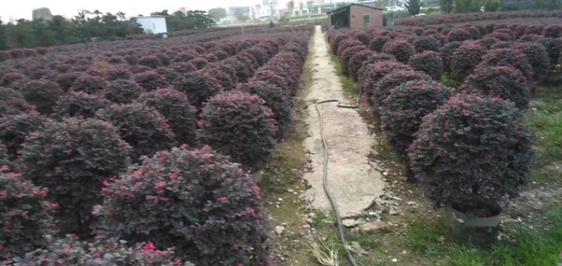 红继木球高度50到150各种规格基地大量现货，欢迎各位
