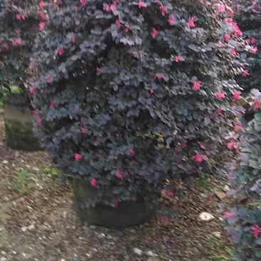 红继木球高度50到150各种规格基地大量现货，欢迎各位