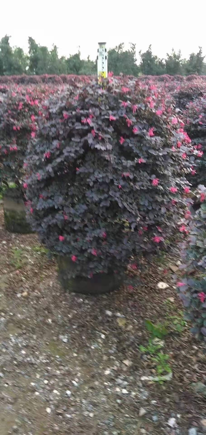 红继木球高度50到150各种规格基地大量现货，欢迎各位