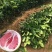 嫁接柚子树苗红心蜜柚三红蜜柚南北方种植盆栽地栽果树苗