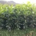 嫁接柚子树苗红心蜜柚三红蜜柚南北方种植盆栽地栽果树苗