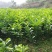 嫁接柚子树苗红心蜜柚三红蜜柚南北方种植盆栽地栽果树苗