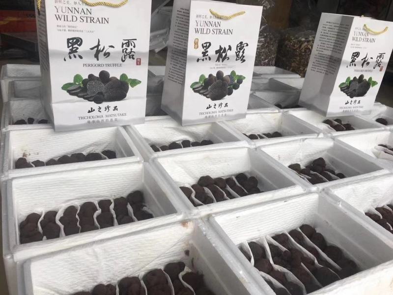 松露猪拱菌块菌干片老家货源直拱货源充足量大从优