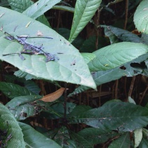 实生枇杷苗、自家种植，根系发达，好养好种，邮费自理