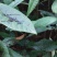 实生枇杷苗、自家种植，根系发达，好养好种，邮费自理