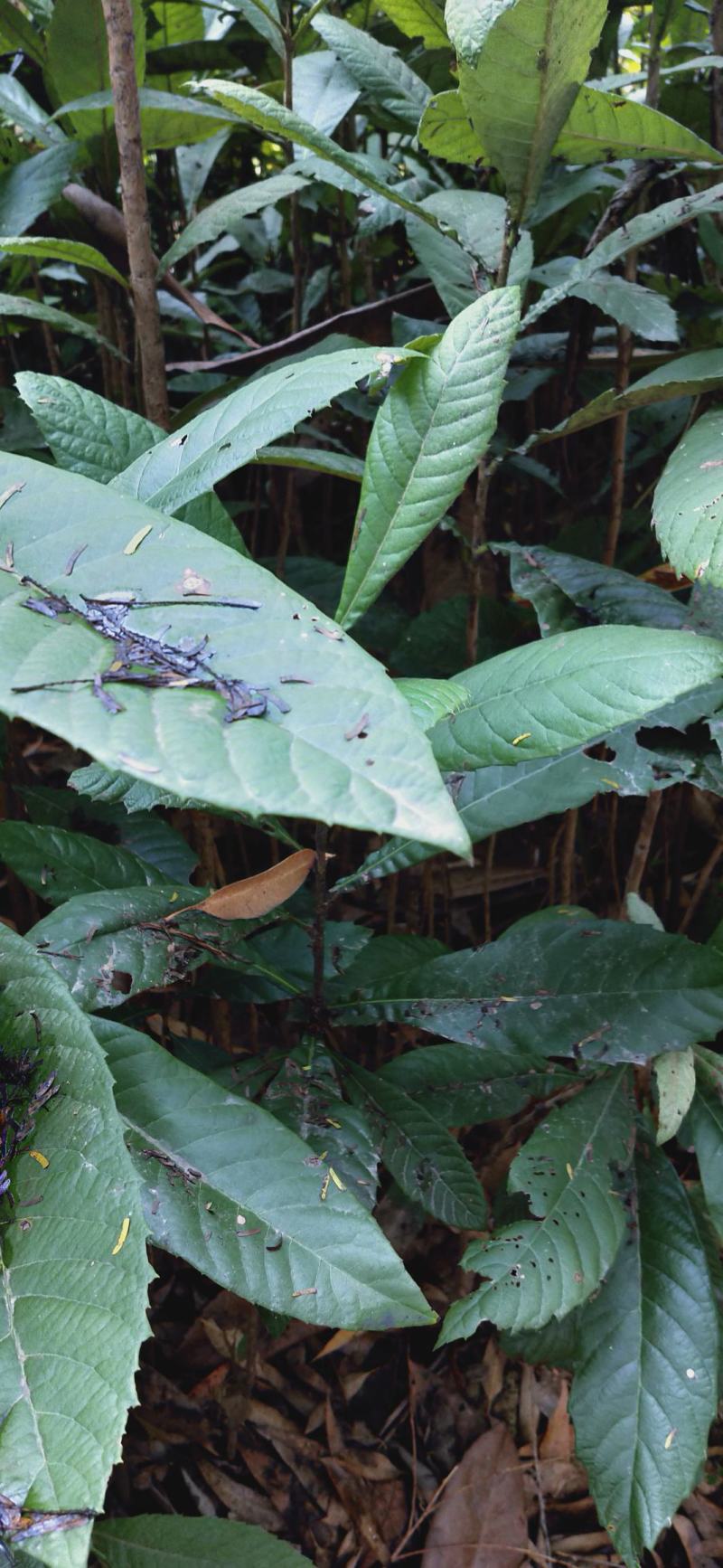 实生枇杷苗、自家种植，根系发达，好养好种，邮费自理