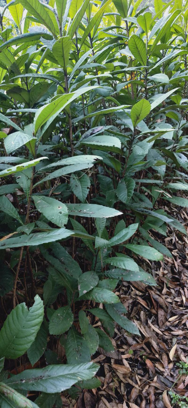 实生枇杷苗、自家种植，根系发达，好养好种，邮费自理