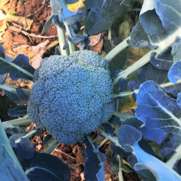 西兰花苗，青花苗（冬季种植品种）欢迎全国各地，询问与采购