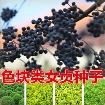 女贞种子大叶小叶金叶金森高杆女贞树种子女贞种子红叶小
