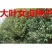 女贞种子大叶小叶金叶金森高杆女贞树种子女贞种子红叶小