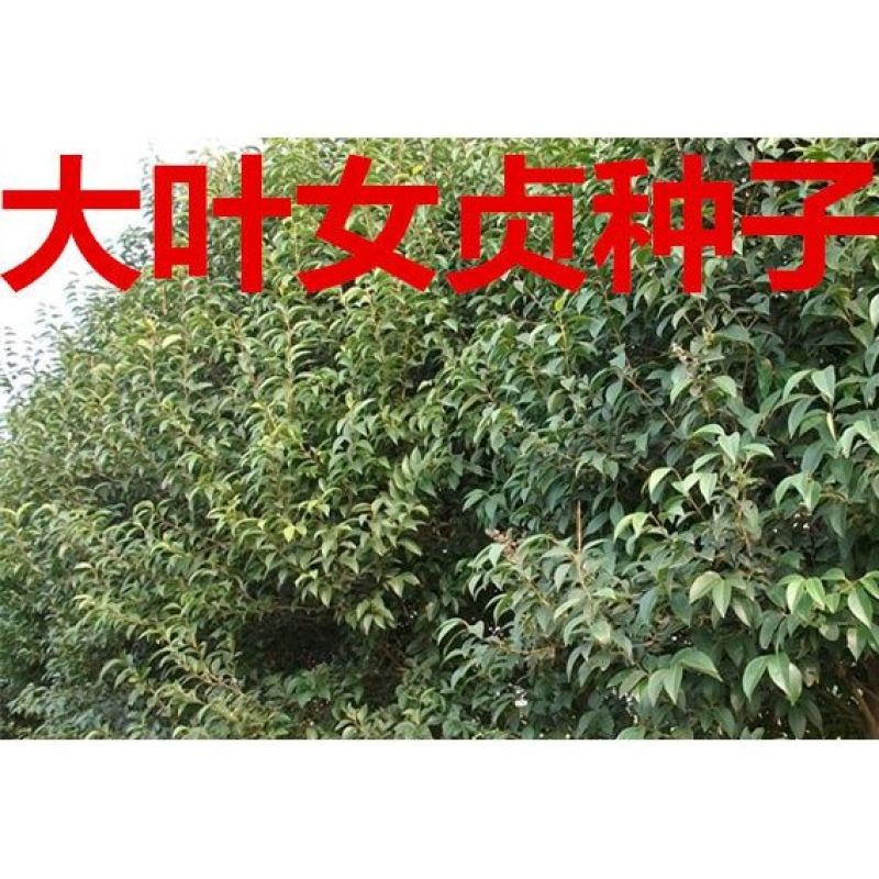 女贞种子大叶小叶金叶金森高杆女贞树种子女贞种子红叶小