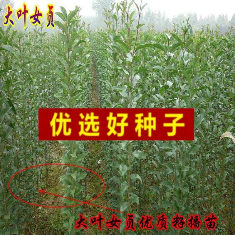 女贞种子大叶小叶金叶金森高杆女贞树种子女贞种子红叶小