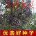 女贞种子大叶小叶金叶金森高杆女贞树种子女贞种子红叶小
