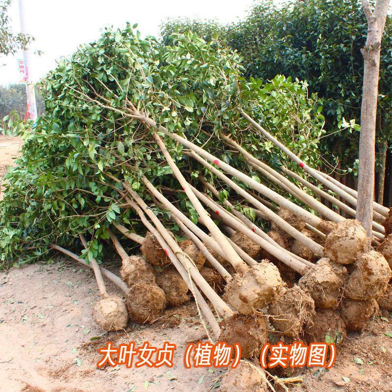 女贞种子大叶小叶金叶金森高杆女贞树种子女贞种子红叶小