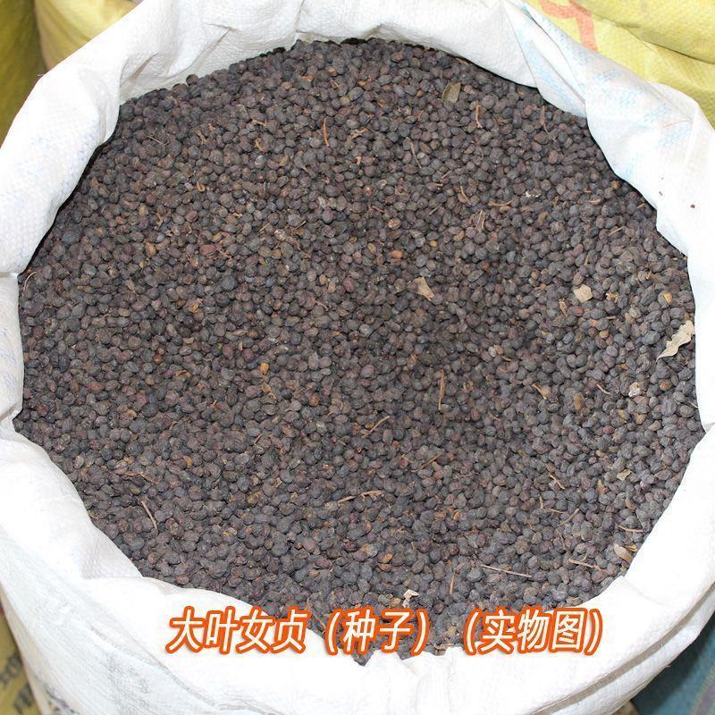 女贞种子大叶小叶金叶金森高杆女贞树种子女贞种子红叶小