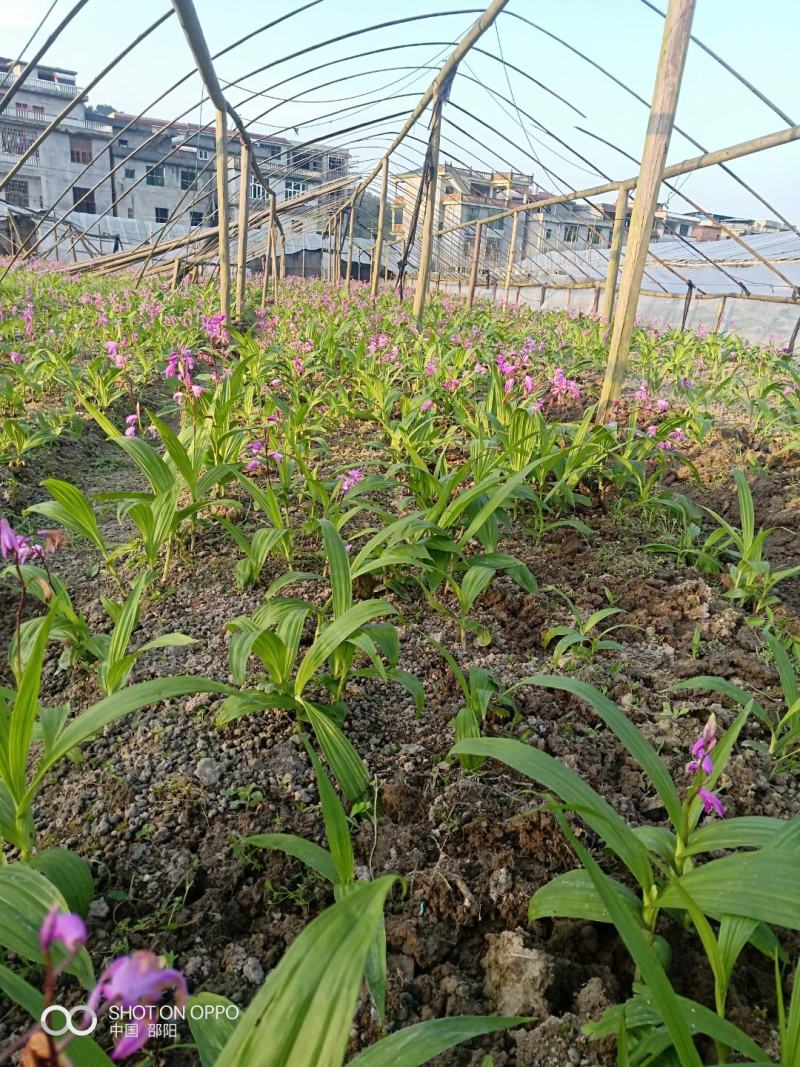 湖南邵阳基地直供紫花三又白芨，鲜货，干货，批发，低价供应