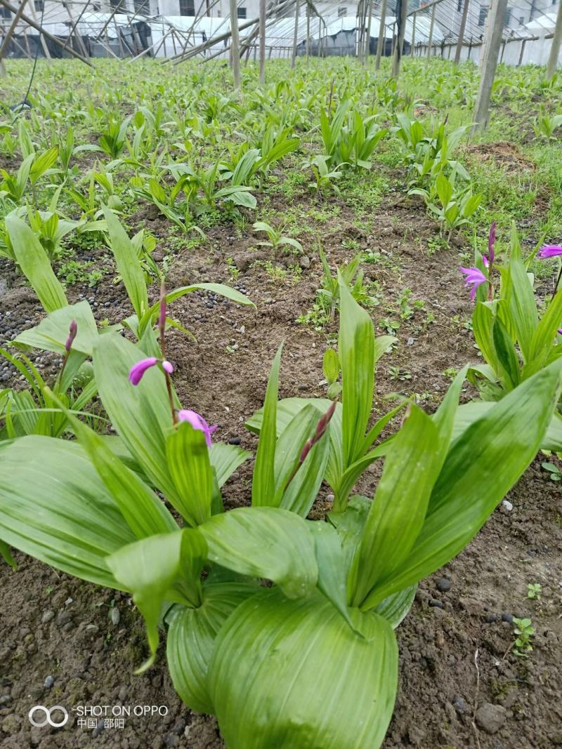 湖南邵阳基地直供紫花三又白芨，鲜货，干货，批发，低价供应