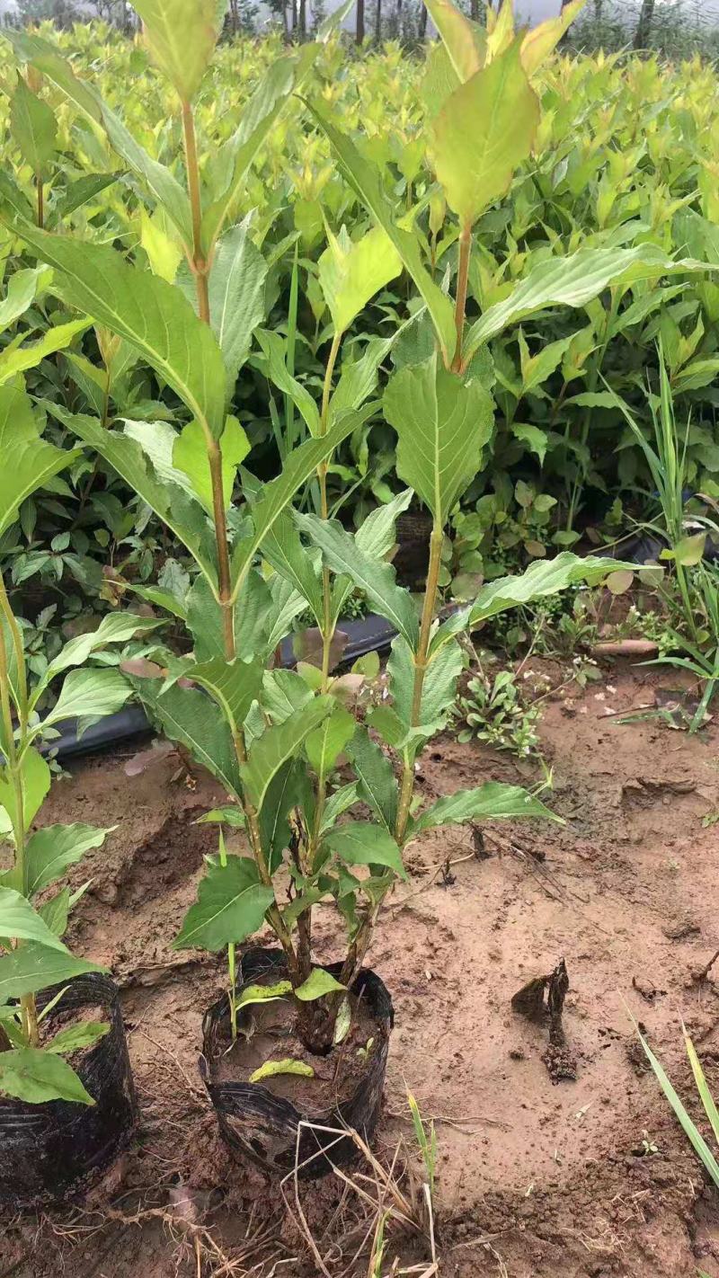 庭院绿化苗木花灌木红王子锦带王子锦带花苗自产自销包邮