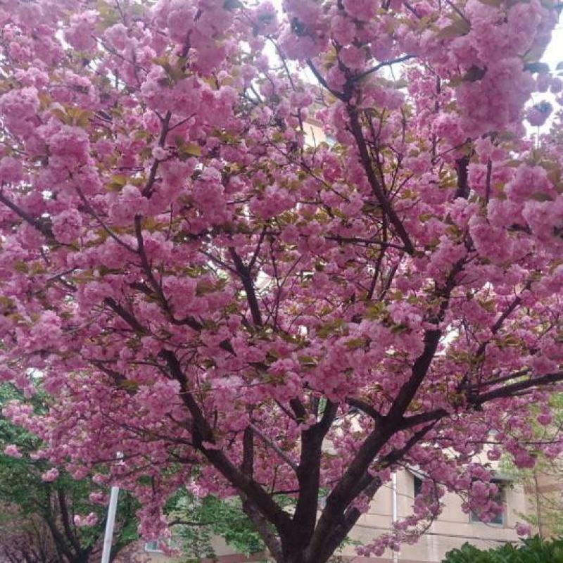 日本樱花树苗庭院大型小苗盆栽地栽四季南北方种植风景树