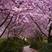 日本樱花树苗庭院大型小苗盆栽地栽四季南北方种植风景树