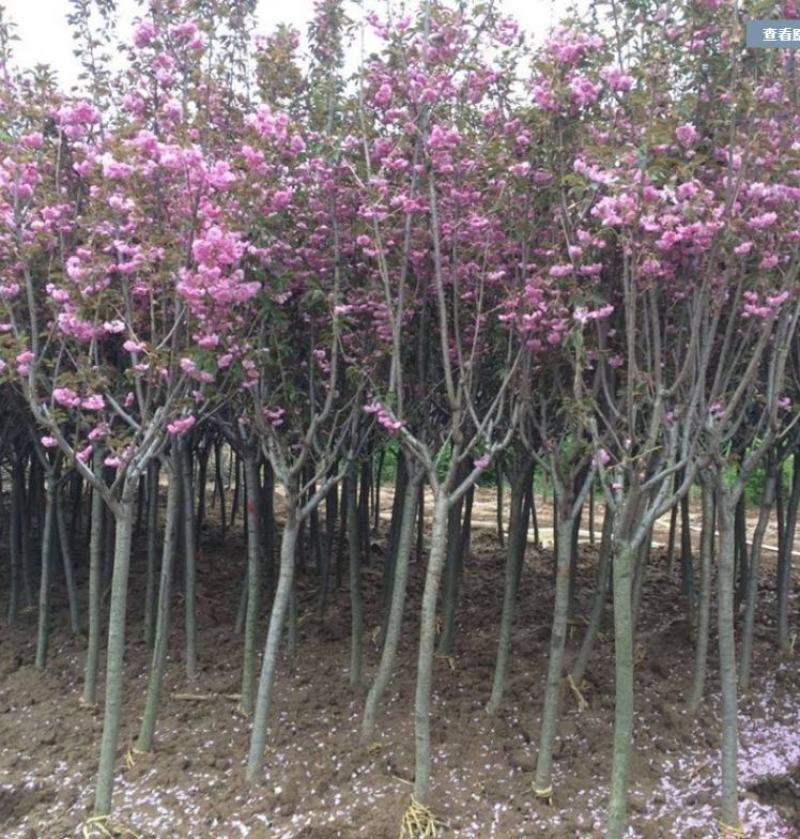 日本樱花树苗庭院大型小苗盆栽地栽四季南北方种植风景树