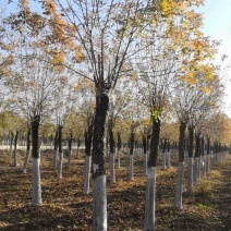 15公分金叶白蜡基地一年冒