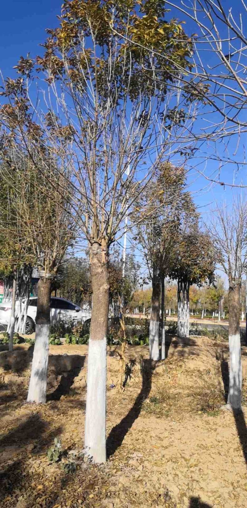 15公分金叶白蜡基地一年冒