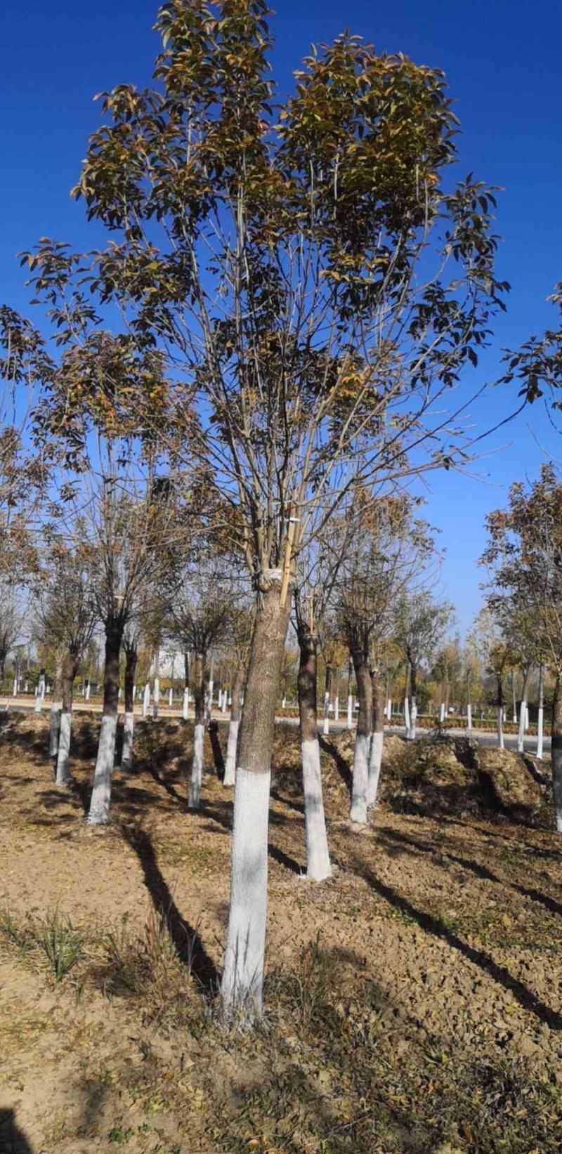 15公分金叶白蜡基地一年冒