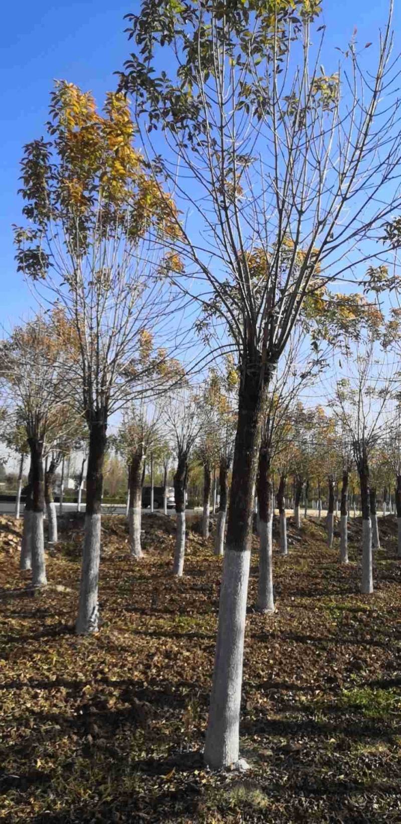 15公分金叶白蜡基地一年冒