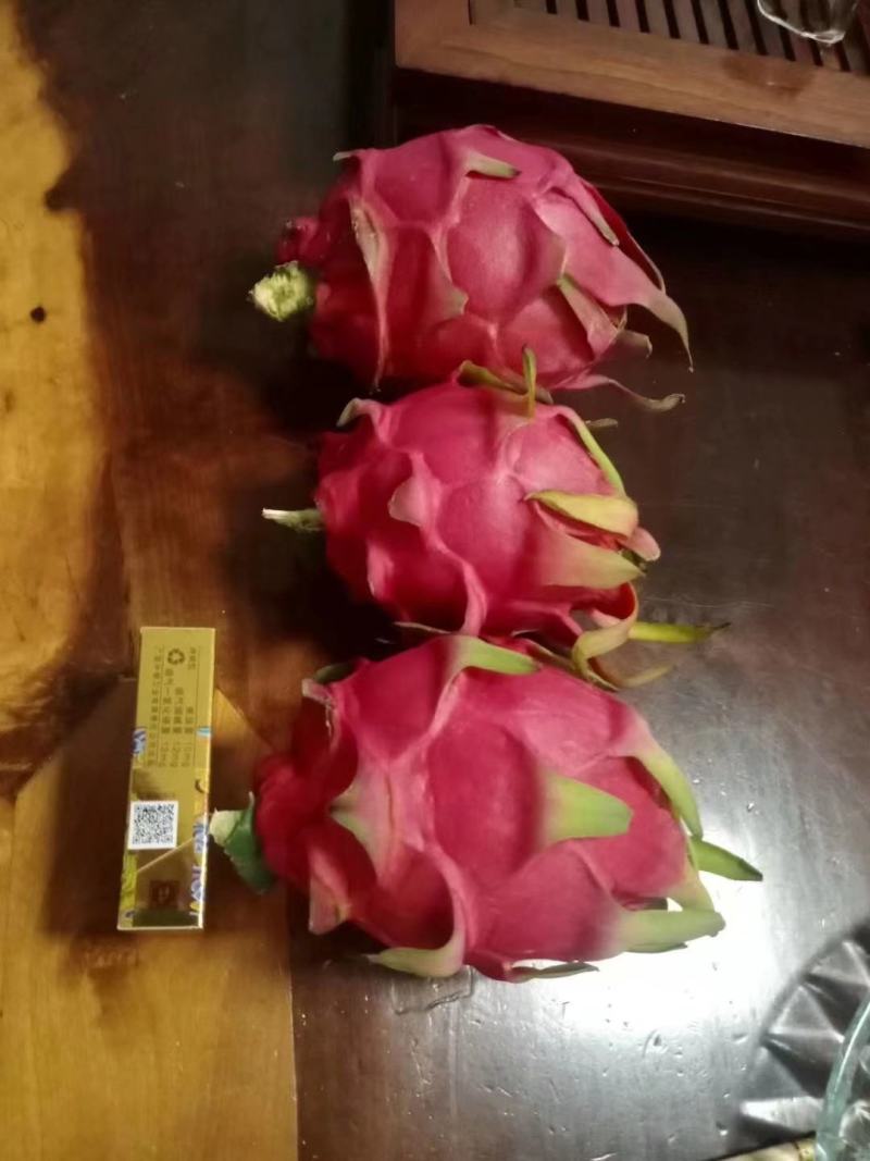 金都一号火龙果苗红皮红心火龙果苗火龙果苗量大从优