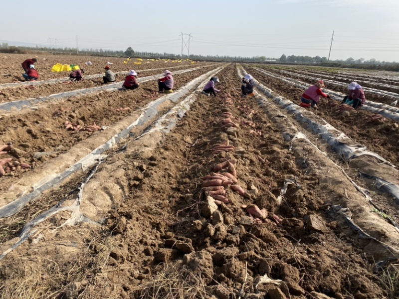基地自种秦薯5号板栗红薯大量上市中，欢迎采购洽谈