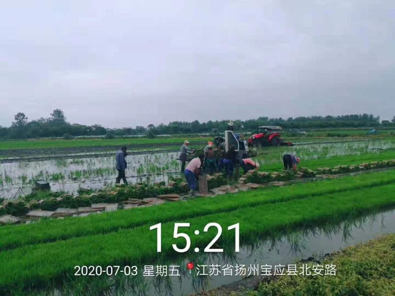 水稻育苗基质含活性剂。机插秧穴盘育秧的生级产品