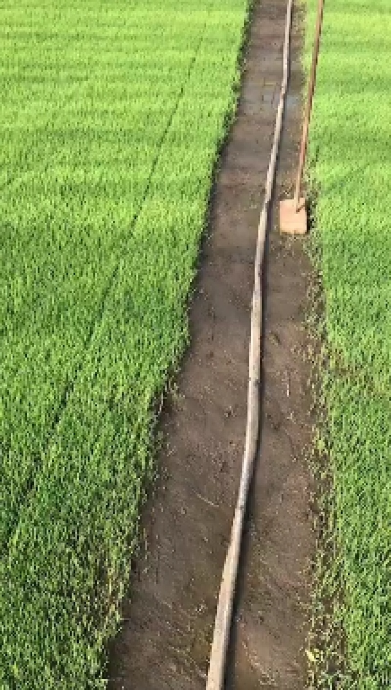 水稻育苗基质含活性剂。机插秧穴盘育秧的生级产品