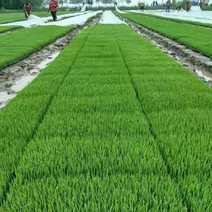 水稻育苗基质含活性剂。机插秧穴盘育秧的生级产品