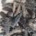 大连纯淡干海参，无添加，有质检报告，放心食品