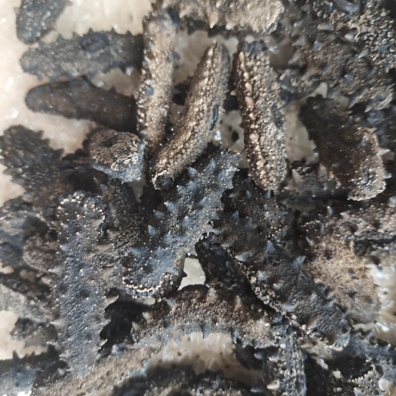 大连纯淡干海参，无添加，有质检报告，放心食品