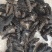 大连纯淡干海参，无添加，有质检报告，放心食品
