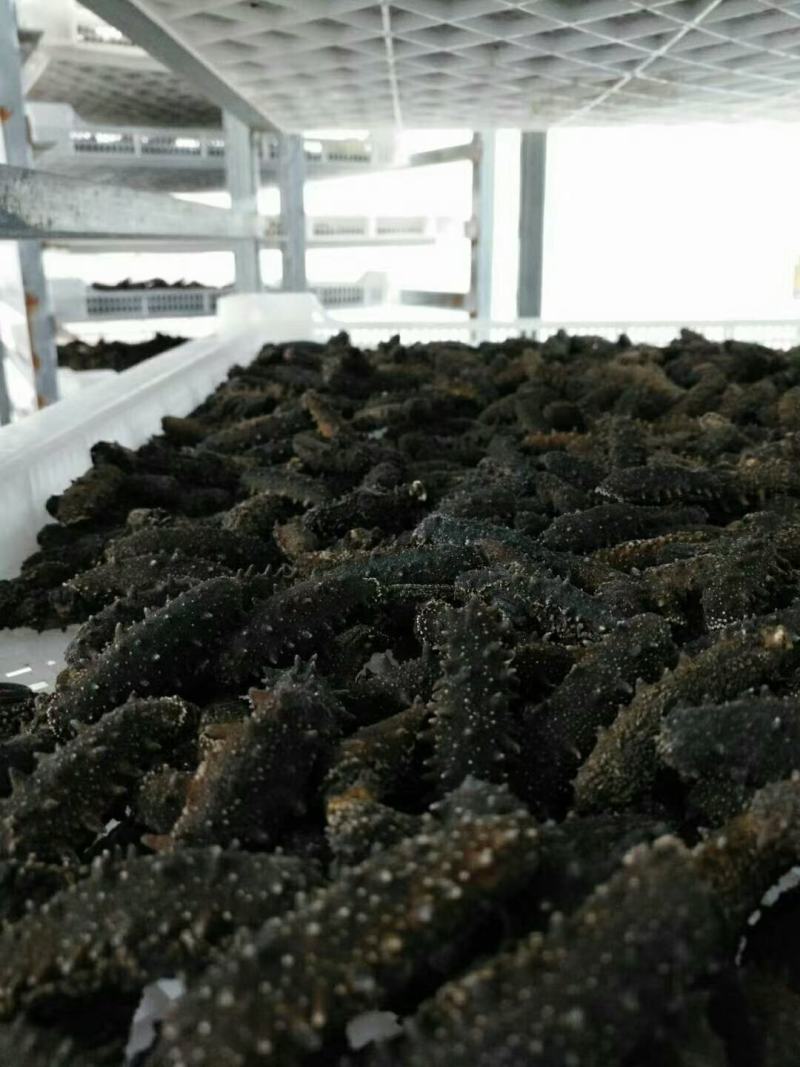 大连纯淡干海参，无添加，有质检报告，放心食品