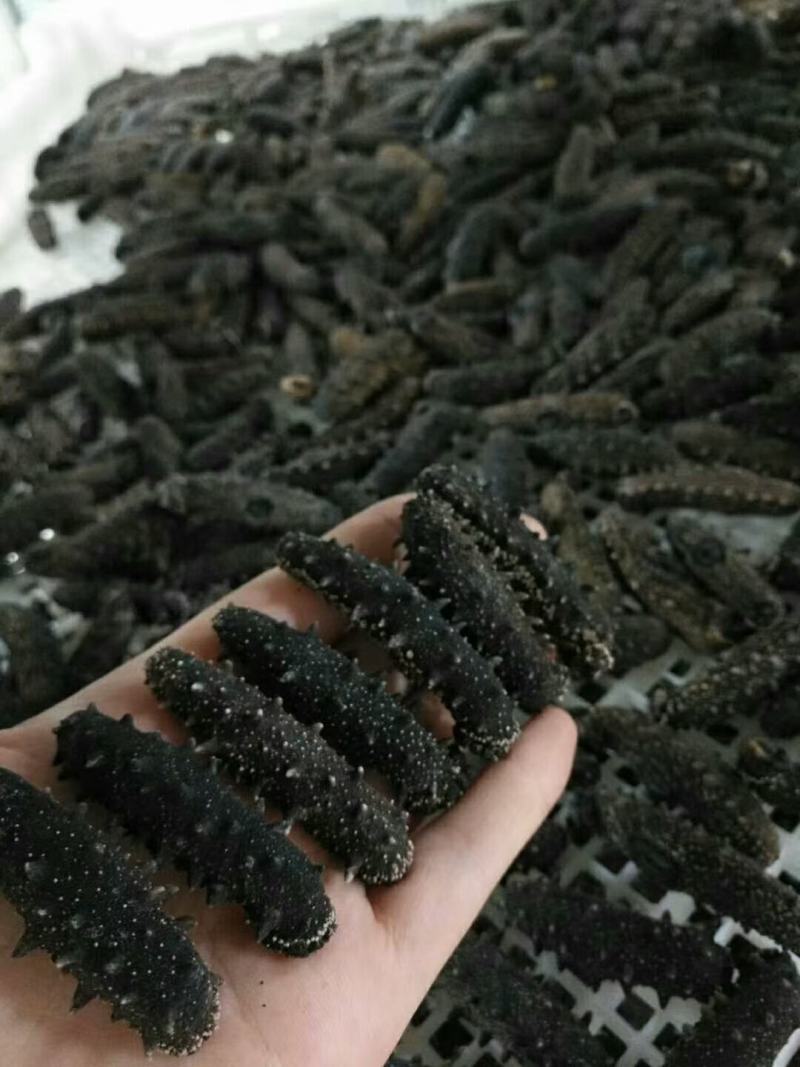 大连纯淡干海参，无添加，有质检报告，放心食品